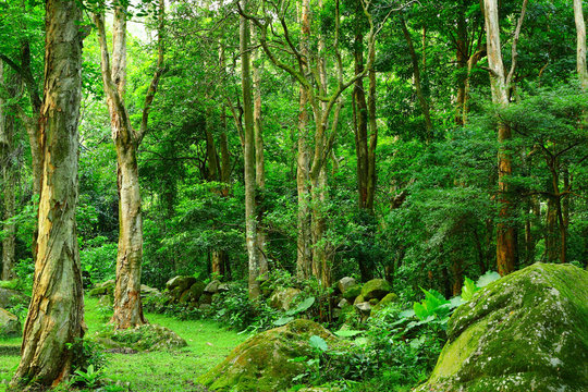 Fototapeta jungle