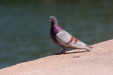 Purple Pigeon