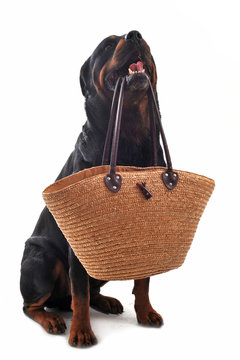 rottweiler et panier