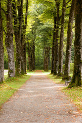 Fototapeta premium alley in the park