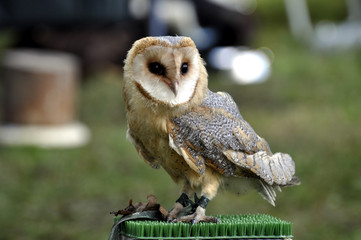 Schleiereule - Raubvogel