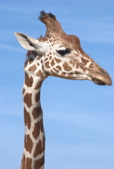 Giraffe head and Neck