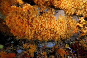 margherite di mare fioritura parazoantos acquario