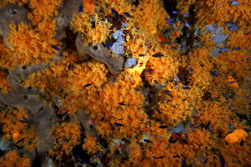 margherite di mare fioritura parazoantos acquario