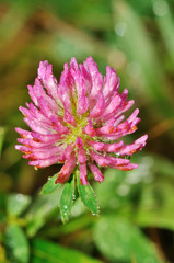 Red clover head (trifolium pratense)