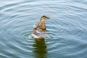 Wild duck