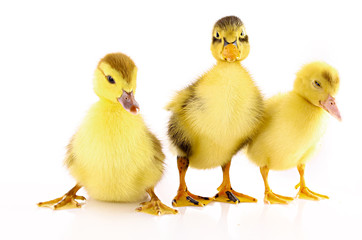 Three ducklings isolated on white