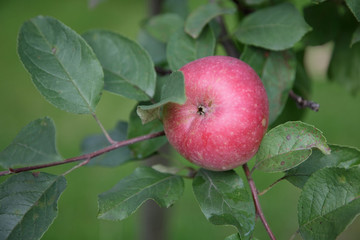 red apple on green brunch