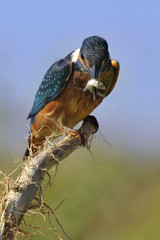 The Common Kingfisher with fish