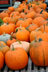 Market Pumpkins