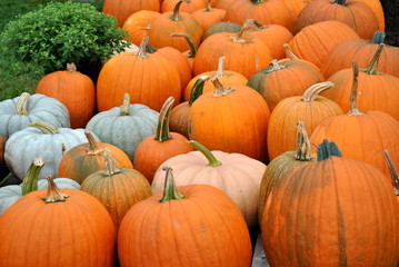 Pumpkin at the Market