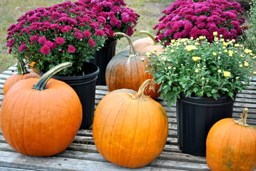 Mums and Pumkins at Market