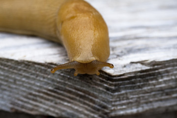 Pacific banana slug (Ariolimax columbianus)