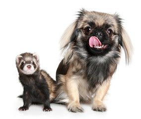 Pekinese and ferret