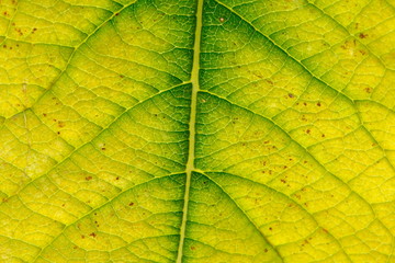 Fototapeta na wymiar Herbstblatt (Salix)