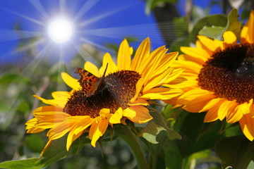 sonnenblumen und schmetterling © Swetlana Wall