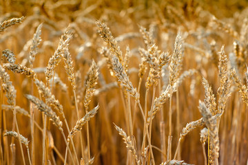 wheat field