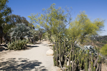 Fototapeta na wymiar Cactus Garden with Blue Sky in California