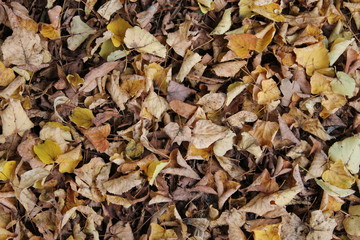 Herbstlaub 4