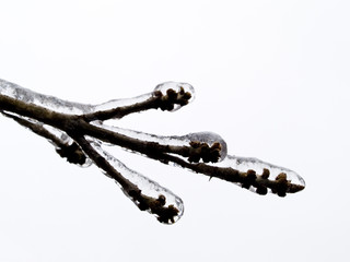 background - tree limb with ice