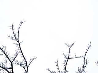 background - tree limb with ice