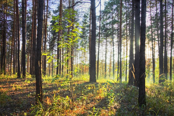 Fototapeta premium sunset