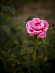pink rose