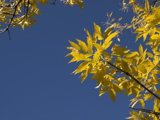 Fall Foliage - Yellow