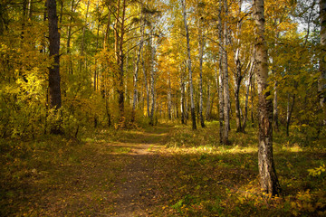 Obraz premium The path in the autumn forest with pines and birches