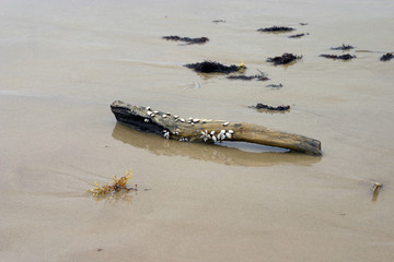 Barnacle covered driftwood washed up on beach