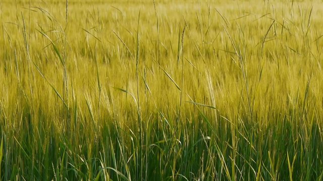 Grain Before Harvest - Soft Waving