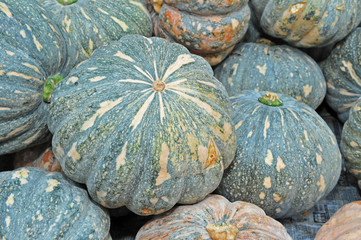 pumpkin fruit in the markets