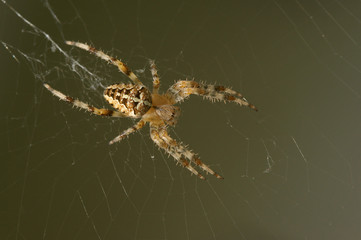 Gartenkreuzspinne