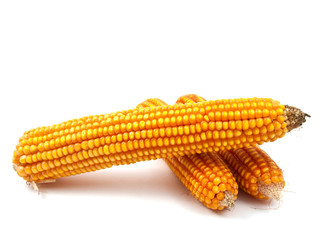 yellow corn