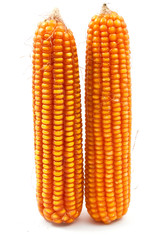 yellow corn
