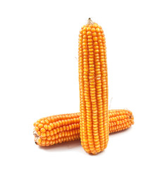 yellow corn