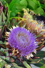 distel