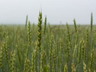 Close up of ripe wheat ears. Selective focus