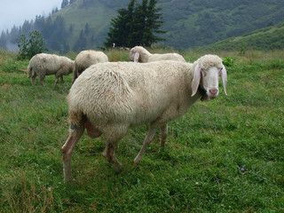 Obraz na płótnie Canvas owiec na łąki alpejskie