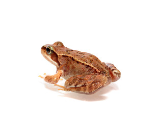 frog