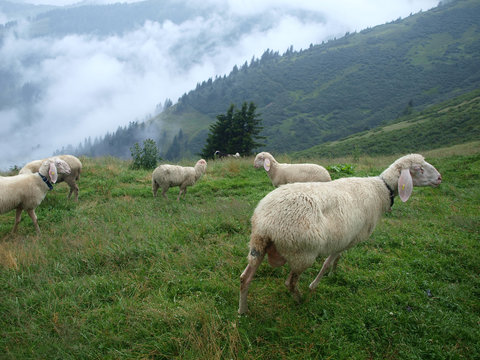 sheep in the Alpine meadow
