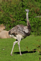 Nandu