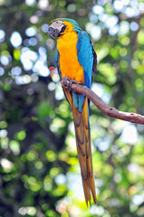 Blue and Yellow parrot Bird