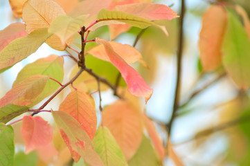 Autumn branches