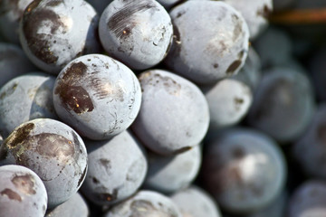 Juicy fresh grapes in the vineyard - grape in the vineyard