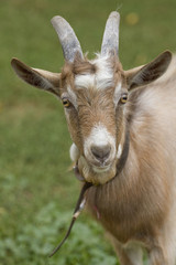 Portrait of a goat.