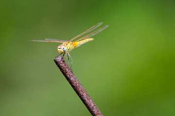Dragonfly on a twig