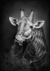 Photo sur Aluminium Noir et blanc Girafe mangeant