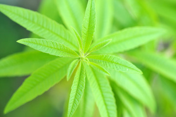 Cannabis