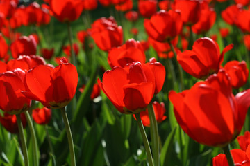 beautiful red tulips